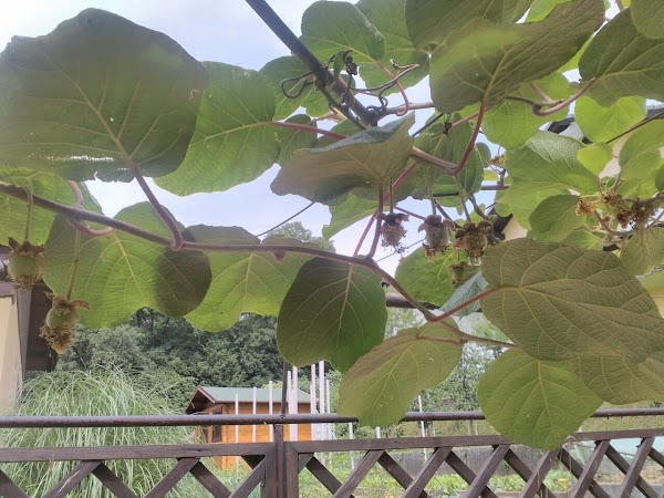 Restavracija Kovač Davor Kovač, s.p. - Image 1